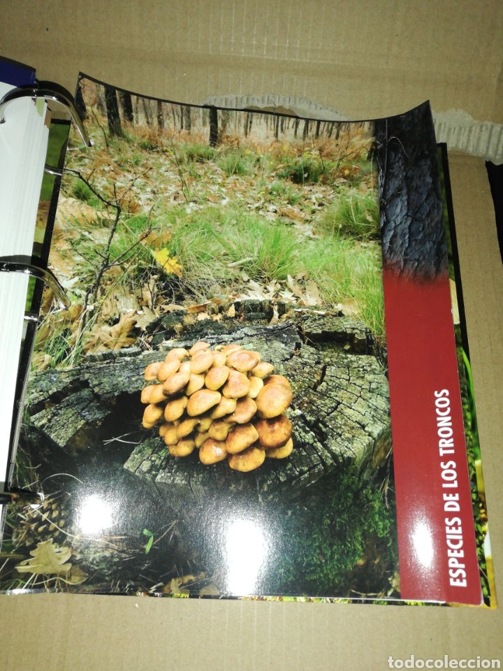 Libros: Setas ib&eacute;ricas(coleccionable 3 carpetas) Planeta DeAgostini - Foto 11