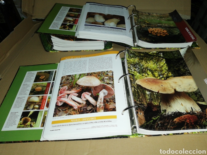 Libros: Setas ib&eacute;ricas(coleccionable 3 carpetas) Planeta DeAgostini - Foto 12