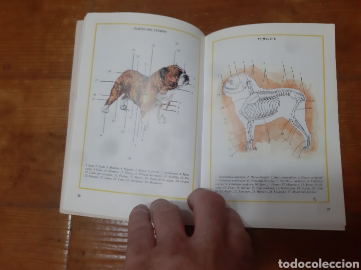 Libros: Libro Perros de Raza (El Bulldog) - Foto 4