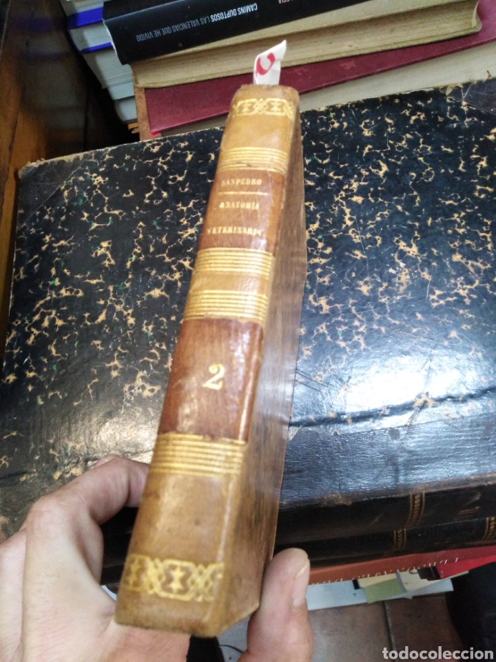 Libros: ELEMENTOS DE ANATOMIA VETERINARIA GENERAL Y DESCRIPTIVA - SAMPEDRO, Guillermo - Foto 4