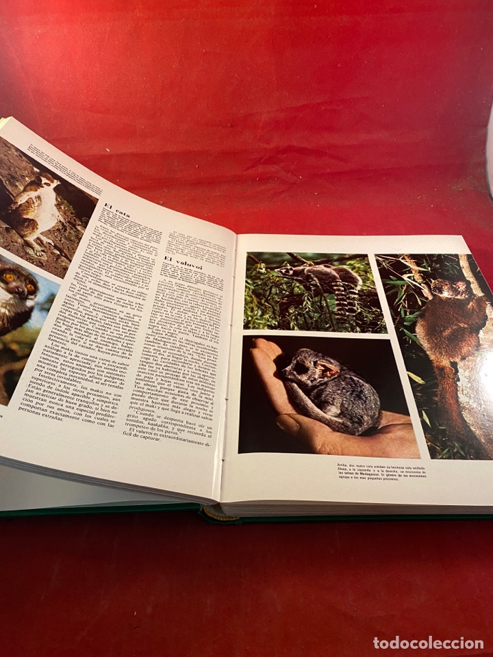 Libros: EL MUNDO DE LOS ANIMALES - Foto 3