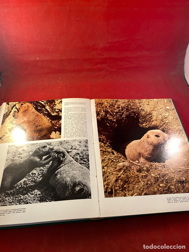 Libros: EL MUNDO DE LOS ANIMALES - Foto 4