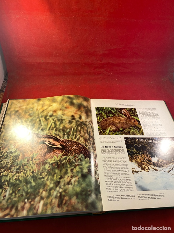 Libros: EL MUNDO DE LOS ANIMALES - Foto 5