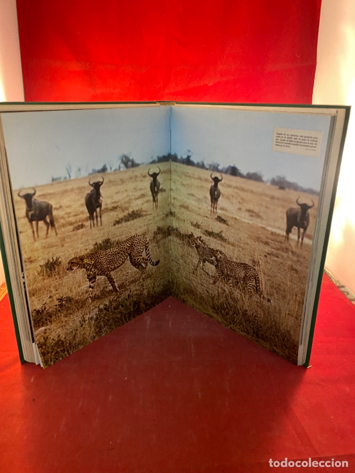 Libros: EL MUNDO DE LOS ANIMALES - Foto 6