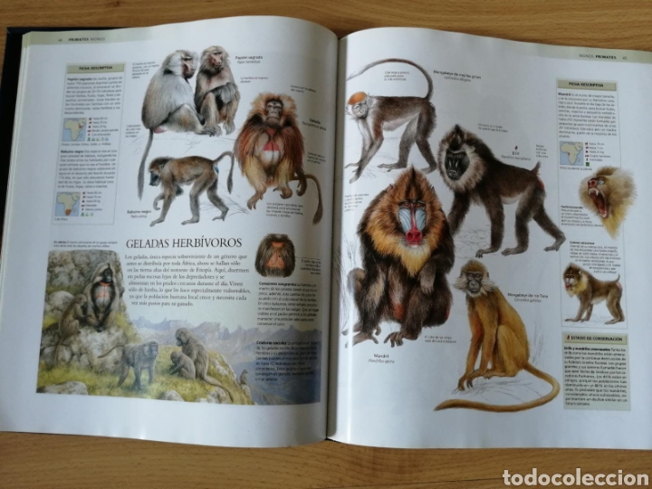 Libros: ENCICLOPEDIA DE LOS ANIMALES / MAM&Iacute;FEROS II - Foto 3