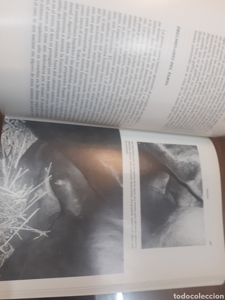 Libros: CRIA Y REPRODUCCION DEL CABALLO - ROSSDALE,Peter. - Foto 5