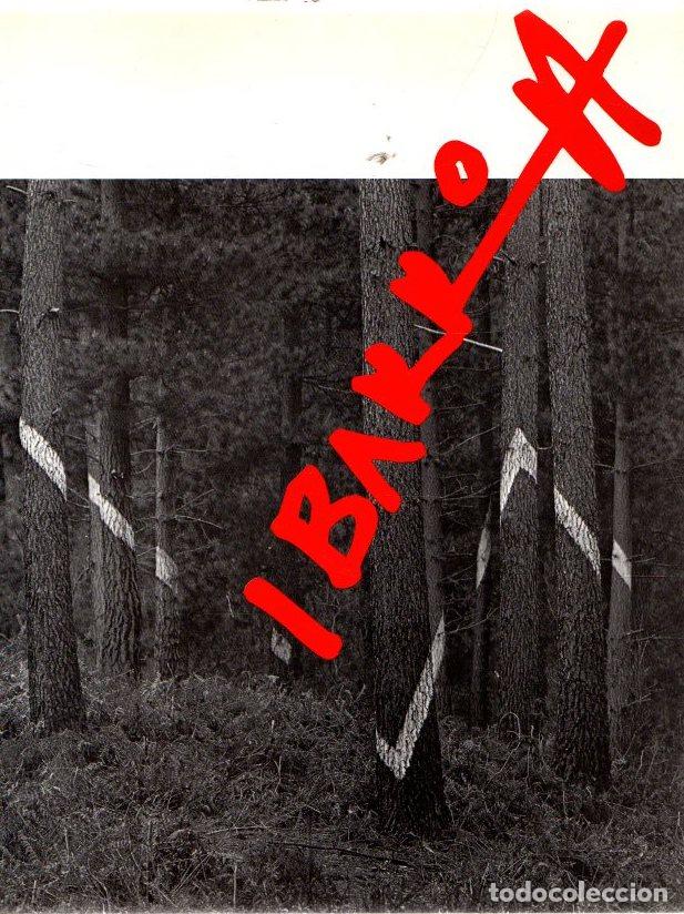 Libros: Ibarrola - NO CONSTA AUTOR - Foto 1