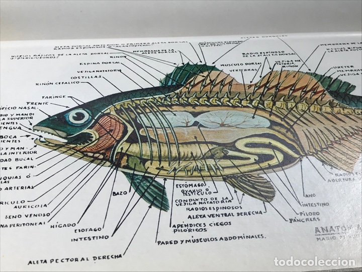 Libros: Pescado blanco y azul Roberto Lotina benguria Ref A - Foto 7