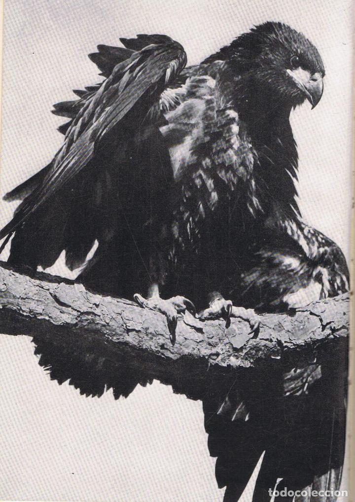 Libros: BIRDS OVER AMERICA. - Tory Peterson. Roger. - Foto 2