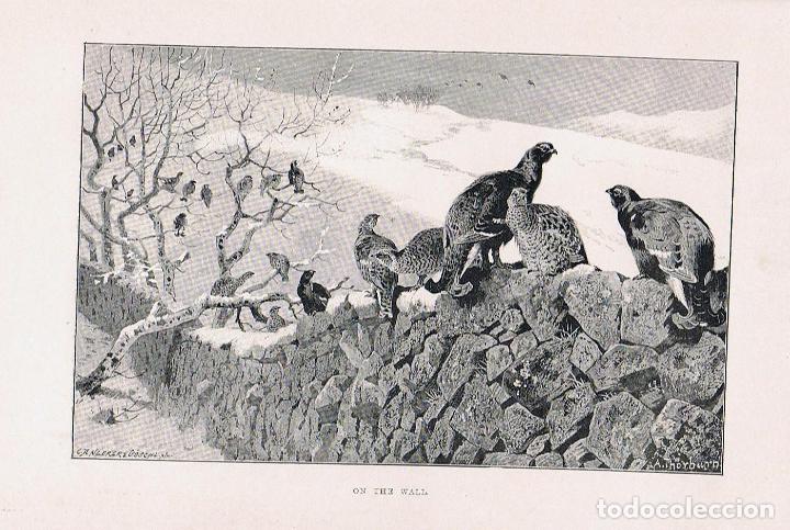 Libros: THE GROUSE. NATURAL HISTORY. - Macpherson. Rev. H. A. - Foto 3
