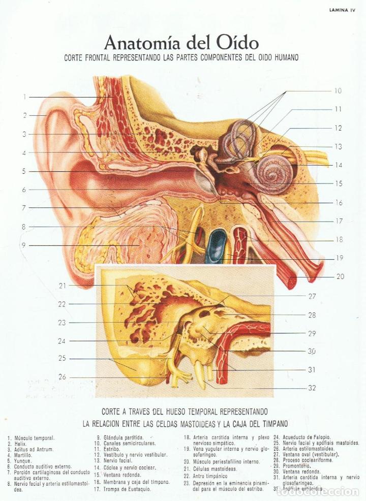 Libros: ATLAS DE ANATOM&Iacute;A - Lederle. - Foto 2