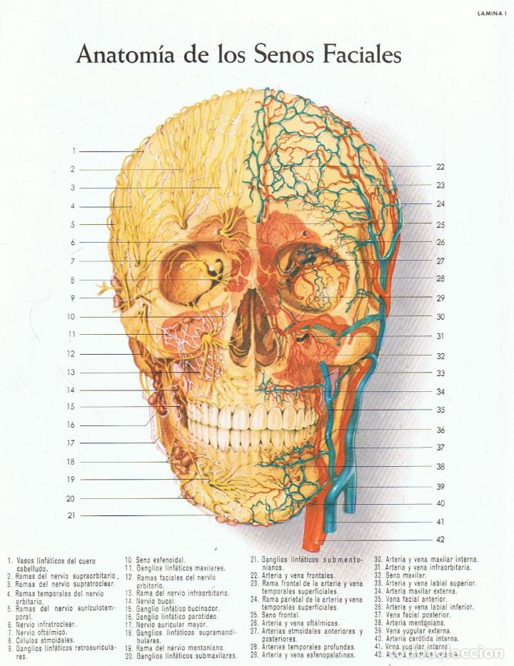 Libros: ATLAS DE ANATOM&Iacute;A - Lederle. - Foto 3