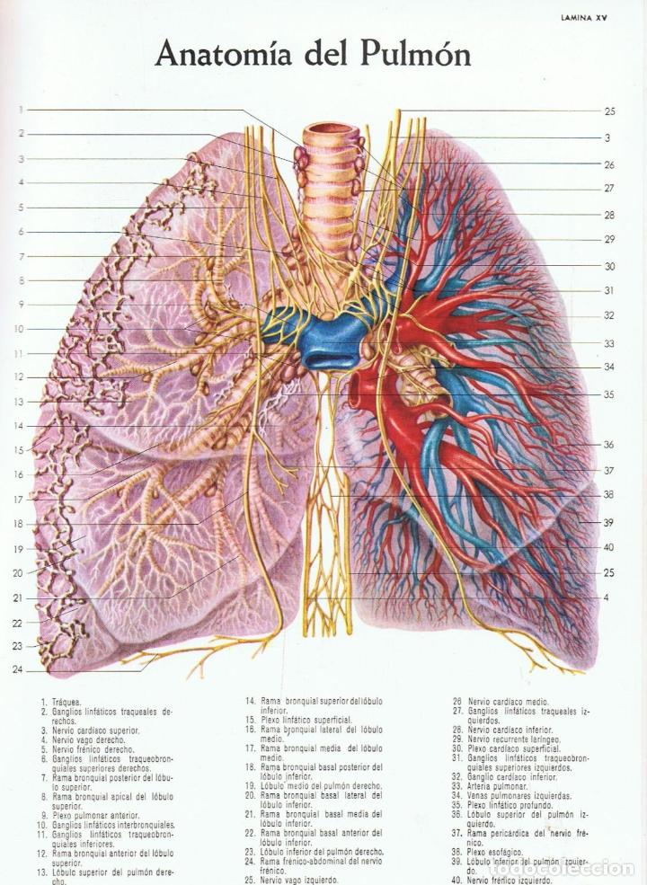 Libros: ATLAS DE ANATOM&Iacute;A - Lederle. - Foto 4