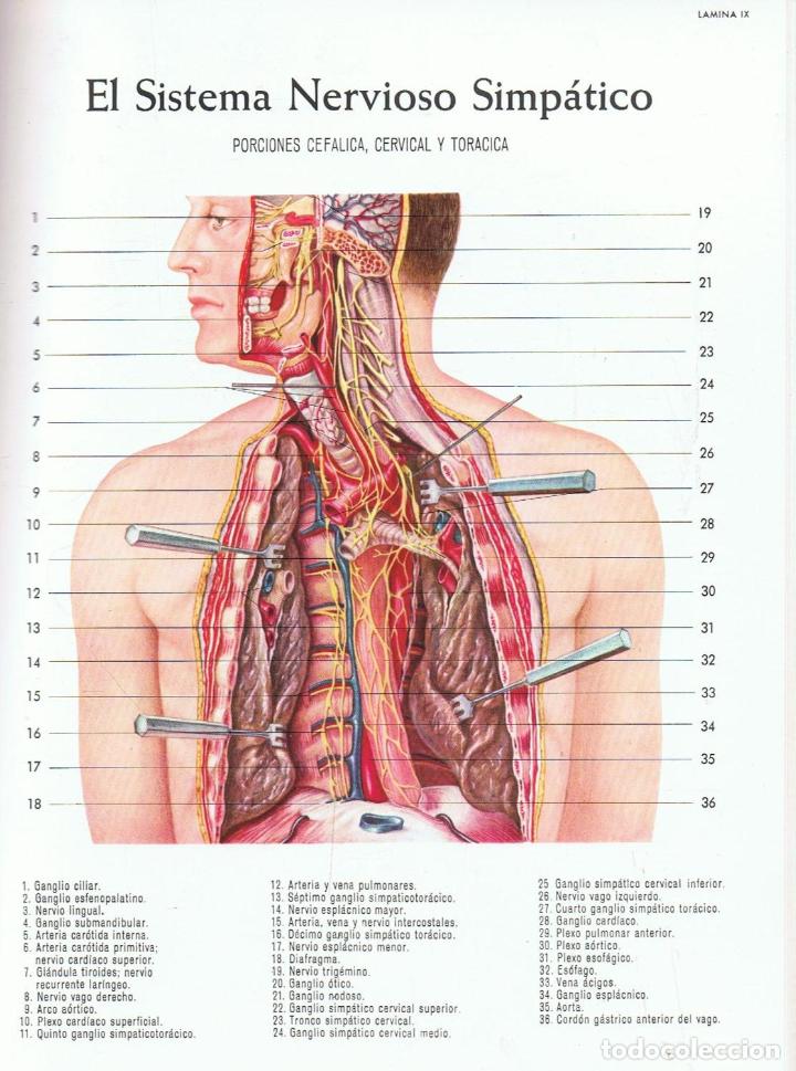 Libros: ATLAS DE ANATOM&Iacute;A - Lederle. - Foto 5