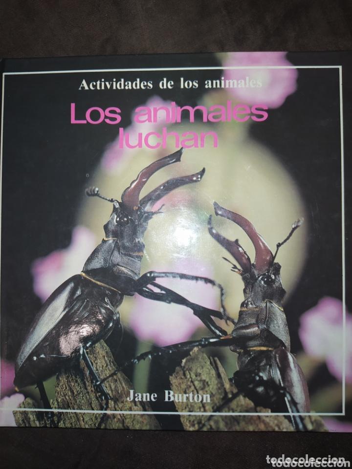 Libros: LOS ANIMALES LUCHAN - Jane Burton - Foto 1