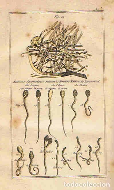 Libros: Oeuvres compl&Atilde;&copy;tes DE BUFFON. Avec les suppl&Atilde;&copy;ments augment&Atilde;&copy;e de la classification de G. CUVIER. To - Foto 3