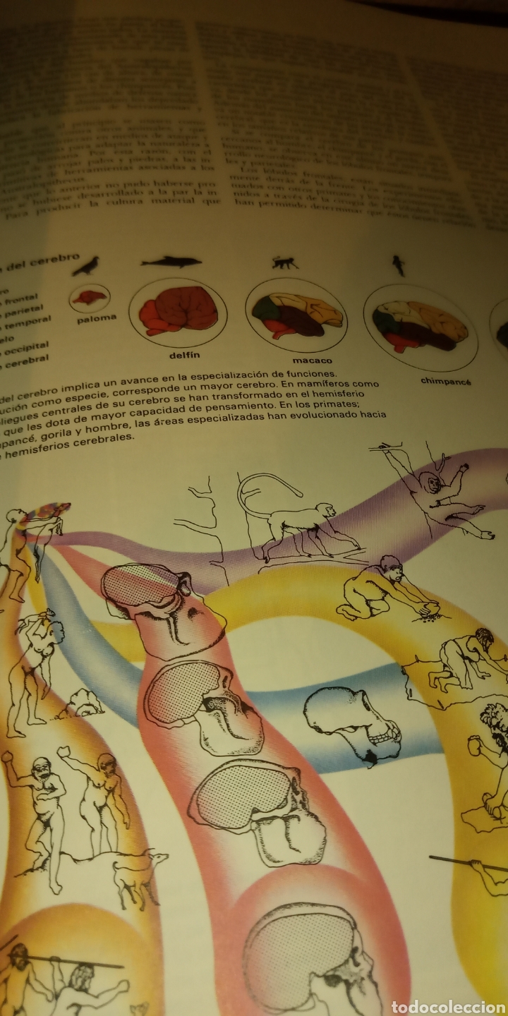 Libros: ATLAS DEL CUERPO Y DE LA MENTE I Y II. MITCHELL BEAZLEY. - Foto 4