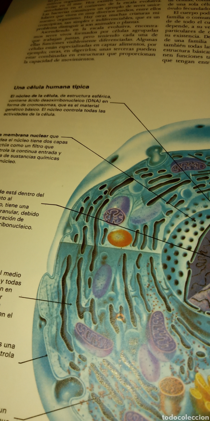 Libros: ATLAS DEL CUERPO Y DE LA MENTE I Y II. MITCHELL BEAZLEY. - Foto 5