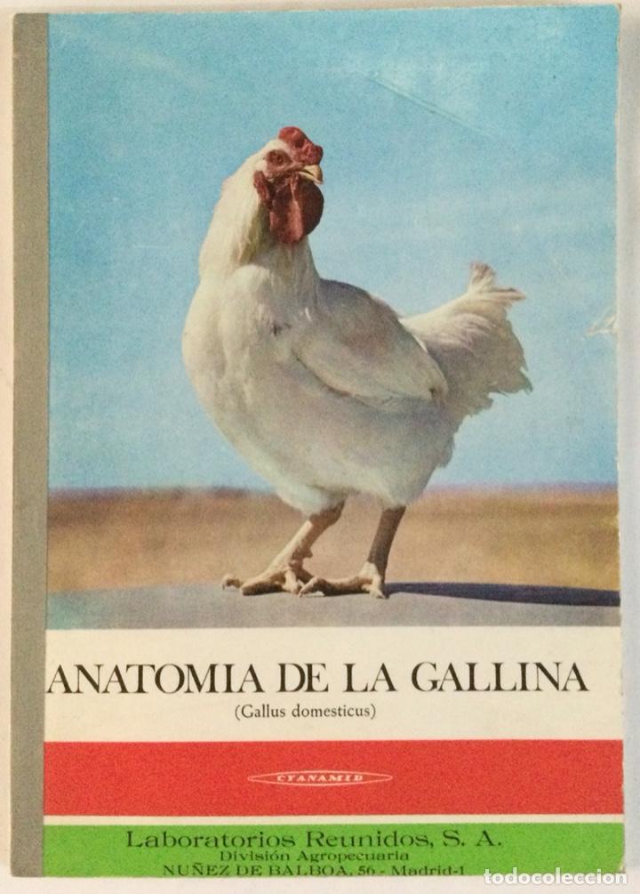 Libros: Anatom&iacute;a de la gallina. Laboratorios Reunidos. - Foto 1
