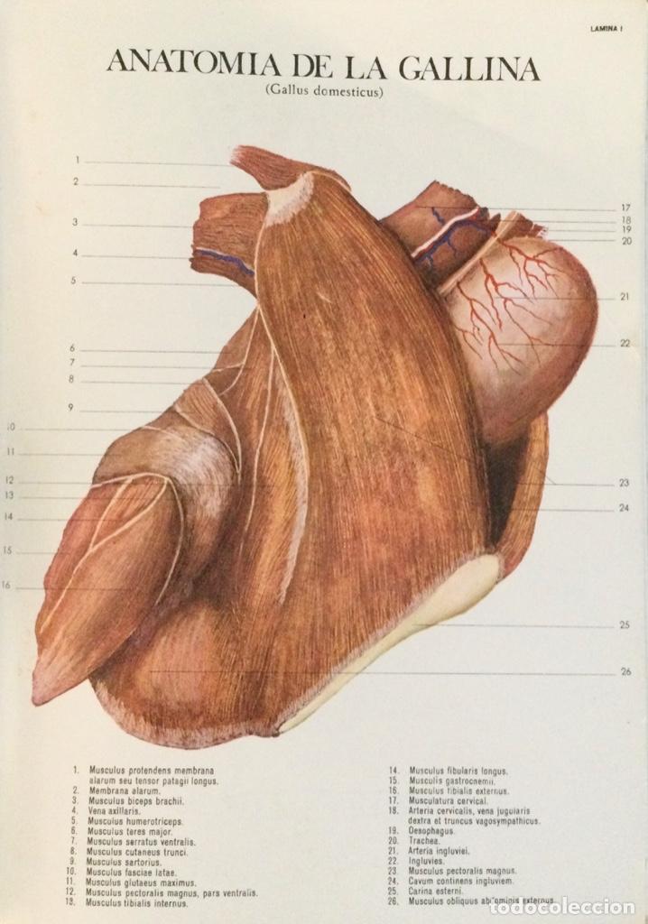 Libros: Anatom&iacute;a de la gallina. Laboratorios Reunidos. - Foto 2