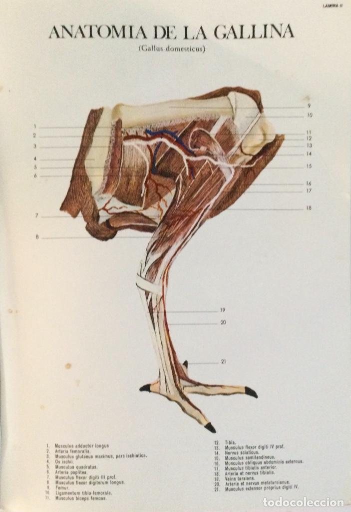 Libros: Anatom&iacute;a de la gallina. Laboratorios Reunidos. - Foto 3