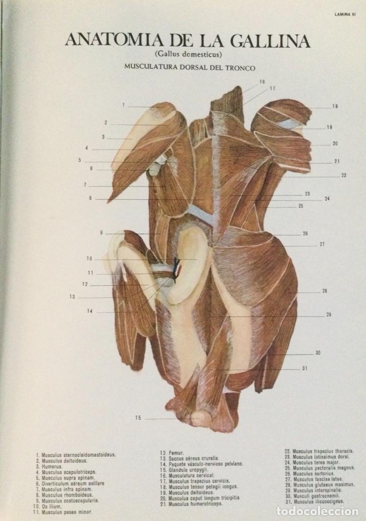 Libros: Anatom&iacute;a de la gallina. Laboratorios Reunidos. - Foto 4