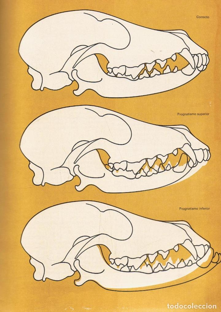 Libros: AA.VV - ENCICLOPEDIA DEL PERRO. 2 Tomos - Foto 3