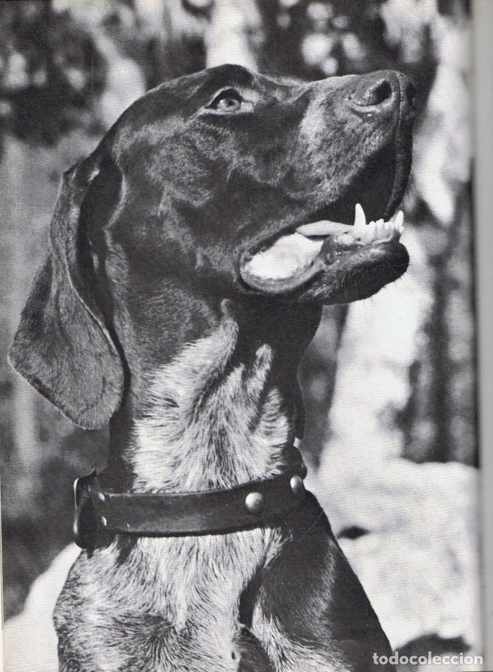 Libros: AA.VV - ENCICLOPEDIA DEL PERRO. 2 Tomos - Foto 4