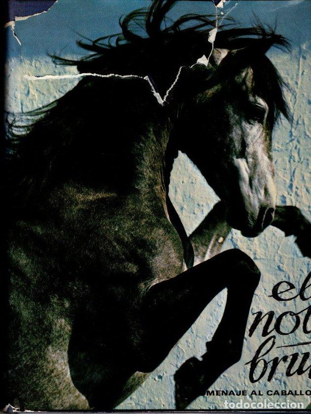 Libros: EL NOBLE BRUTO. HOMENAJE AL CABALLO ESPA&Ntilde;OL. - VAVRA, Robert. - Foto 1