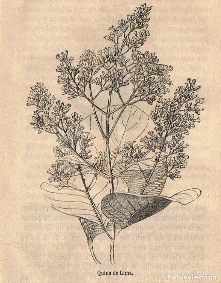Libros: Mac&Atilde;&copy;. Julio - LA VIDA DE UN TALLO DE YERBA - Foto 2