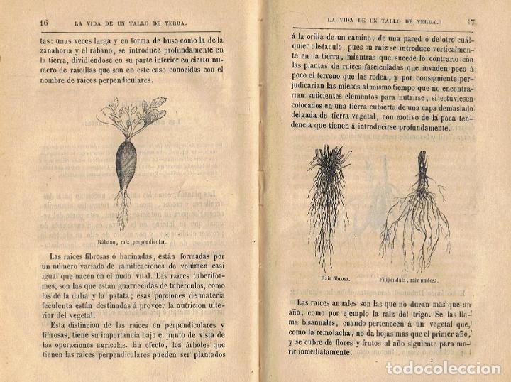 Libros: Mac&Atilde;&copy;. Julio - LA VIDA DE UN TALLO DE YERBA - Foto 3