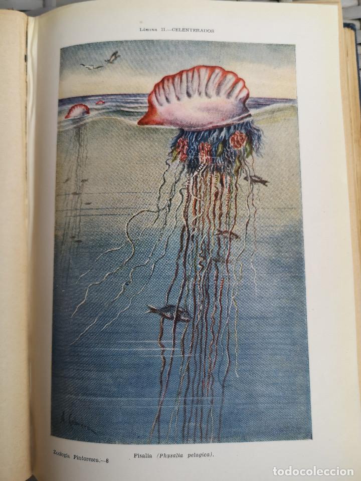 Libros: LIBRO - EDITORIAL RAMON SOPENA - 1950 -ZOOLOG&Iacute;A PINTORESCA - Foto 3