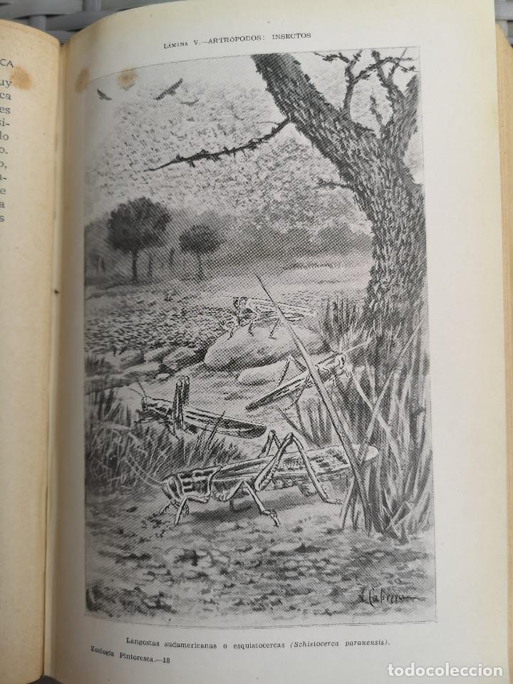 Libros: LIBRO - EDITORIAL RAMON SOPENA - 1950 -ZOOLOG&Iacute;A PINTORESCA - Foto 4