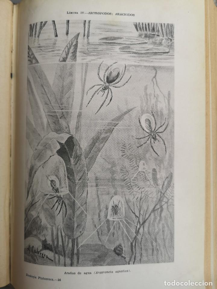 Libros: LIBRO - EDITORIAL RAMON SOPENA - 1950 -ZOOLOG&Iacute;A PINTORESCA - Foto 5