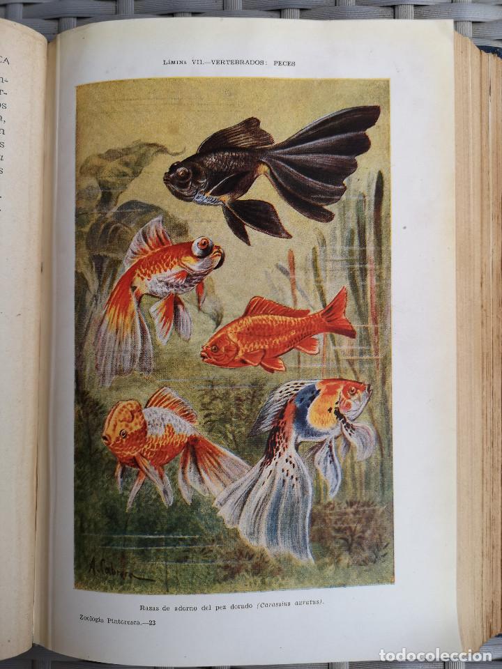 Libros: LIBRO - EDITORIAL RAMON SOPENA - 1950 -ZOOLOG&Iacute;A PINTORESCA - Foto 6