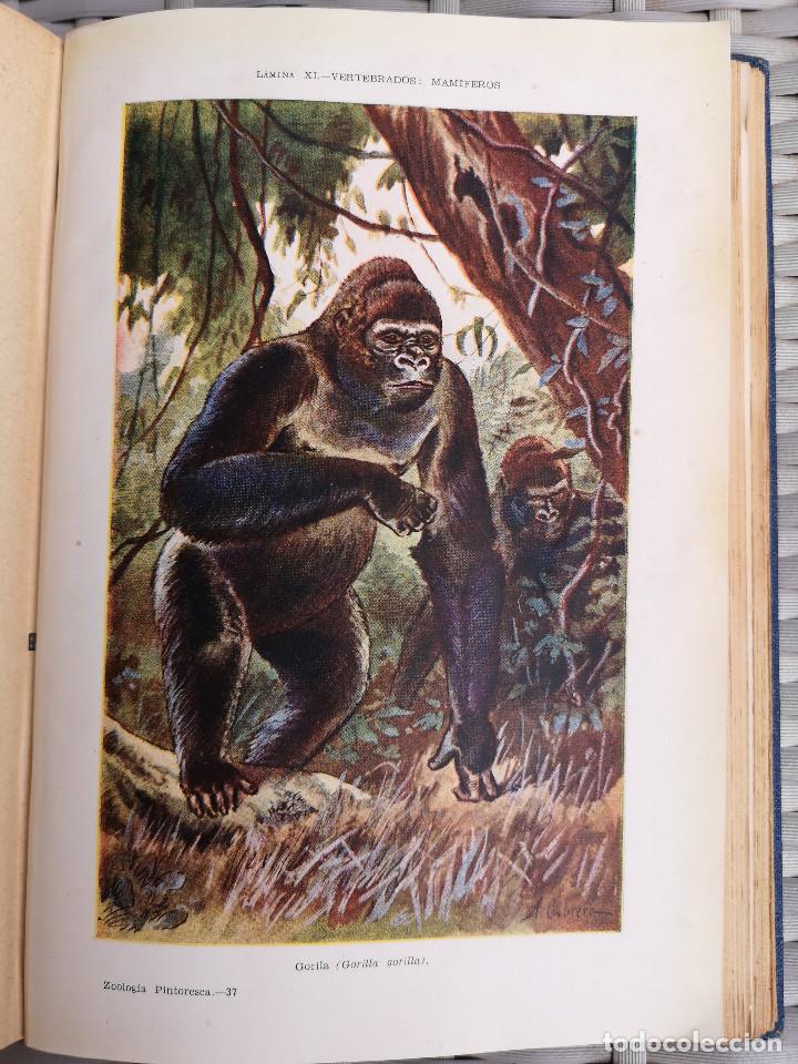 Libros: LIBRO - EDITORIAL RAMON SOPENA - 1950 -ZOOLOG&Iacute;A PINTORESCA - Foto 7