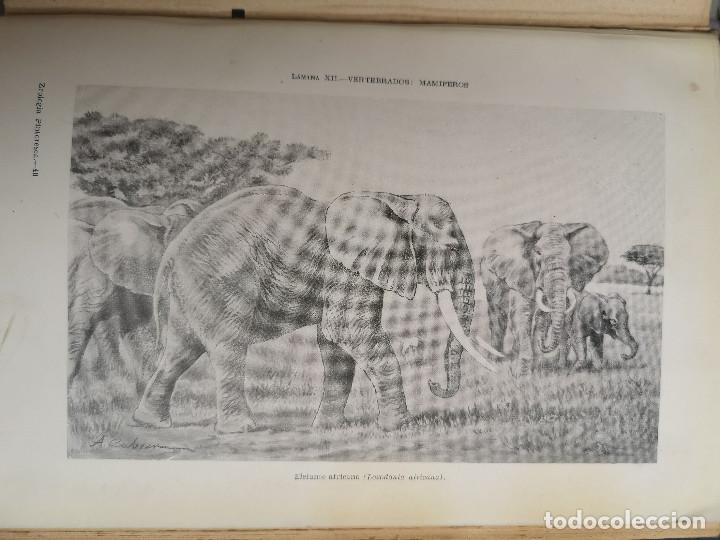 Libros: LIBRO - EDITORIAL RAMON SOPENA - 1950 -ZOOLOG&Iacute;A PINTORESCA - Foto 9
