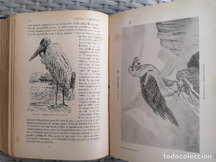 Libros: LIBRO - EDITORIAL RAMON SOPENA - 1950 -ZOOLOG&Iacute;A PINTORESCA - Foto 10