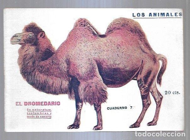 Libros: LOS ANIMALES. CUADERNO 7: EL DROMEDARIO - VARIOS - Foto 1