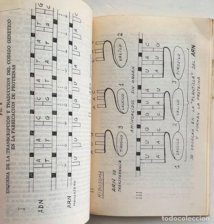 Libros: &iquest;QUE ES LA EVOLUCION? J. M. BENAVENTE. ZERO. MADRID 1979 - Foto 3