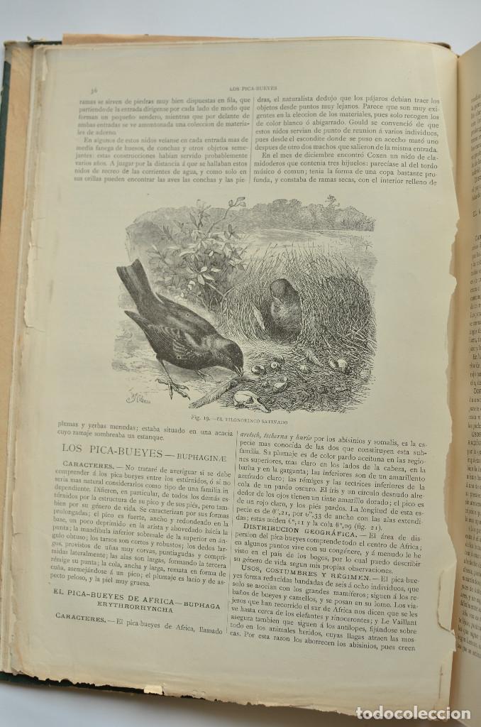 Libros: Aves - BREHEM, A. E. - Foto 3