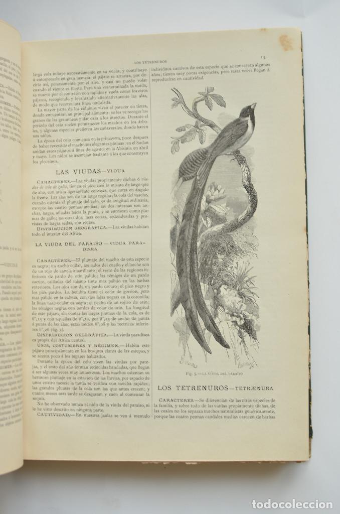 Libros: Aves - BREHEM, A. E. - Foto 5