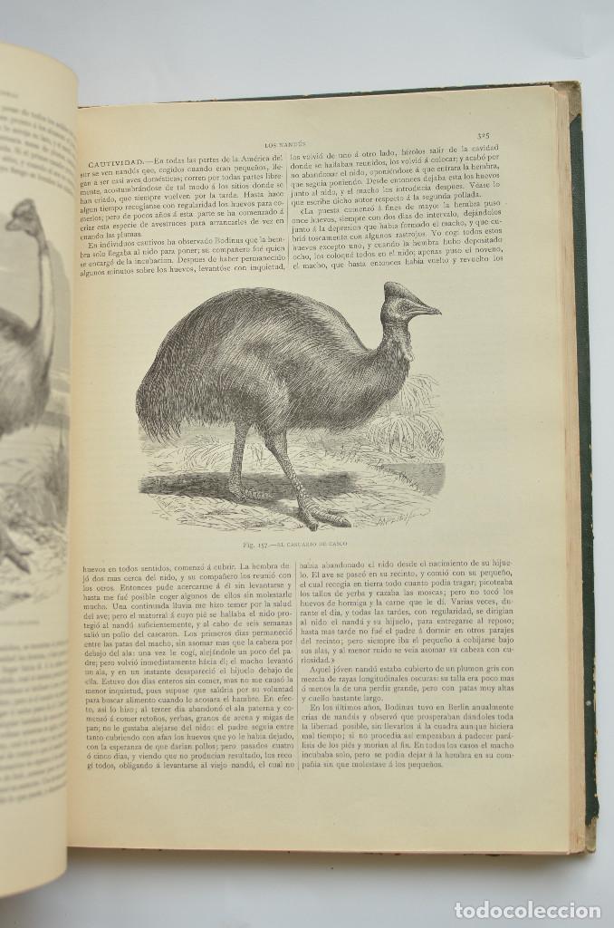 Libros: Aves - BREHEM, A. E. - Foto 6