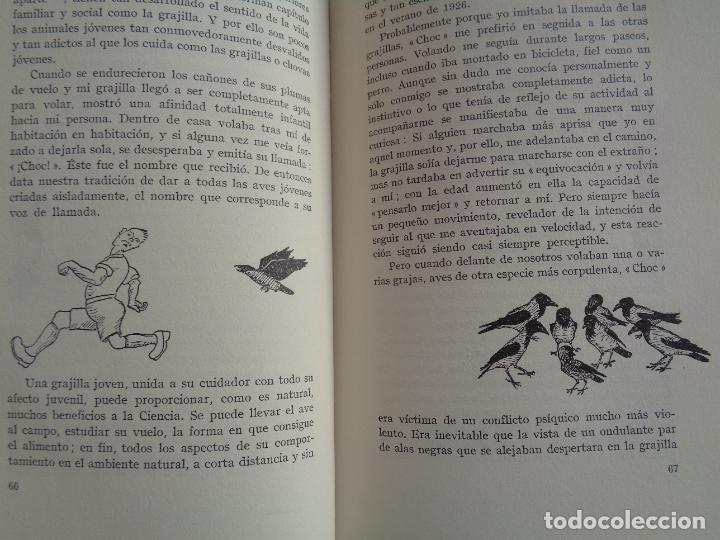 Libros: EL ANILLO DEL REY SALOM&Oacute;N, KONRAD LORENZ. 1962 - Foto 3