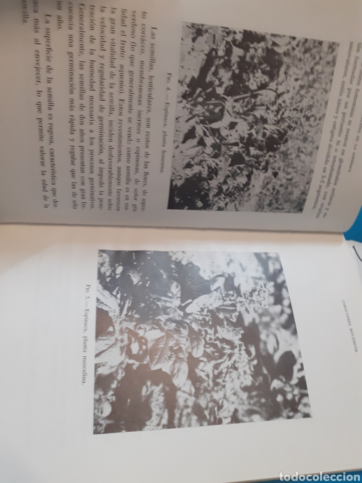 Libros: EL CULTIVO DE LA ESPINACA - GORINI,Fausto - Foto 5