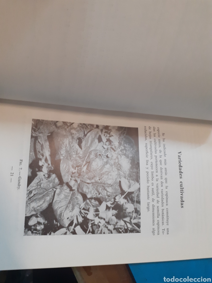Libros: EL CULTIVO DE LA ESPINACA - GORINI,Fausto - Foto 6