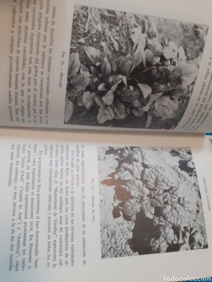 Libros: EL CULTIVO DE LA ESPINACA - GORINI,Fausto - Foto 7