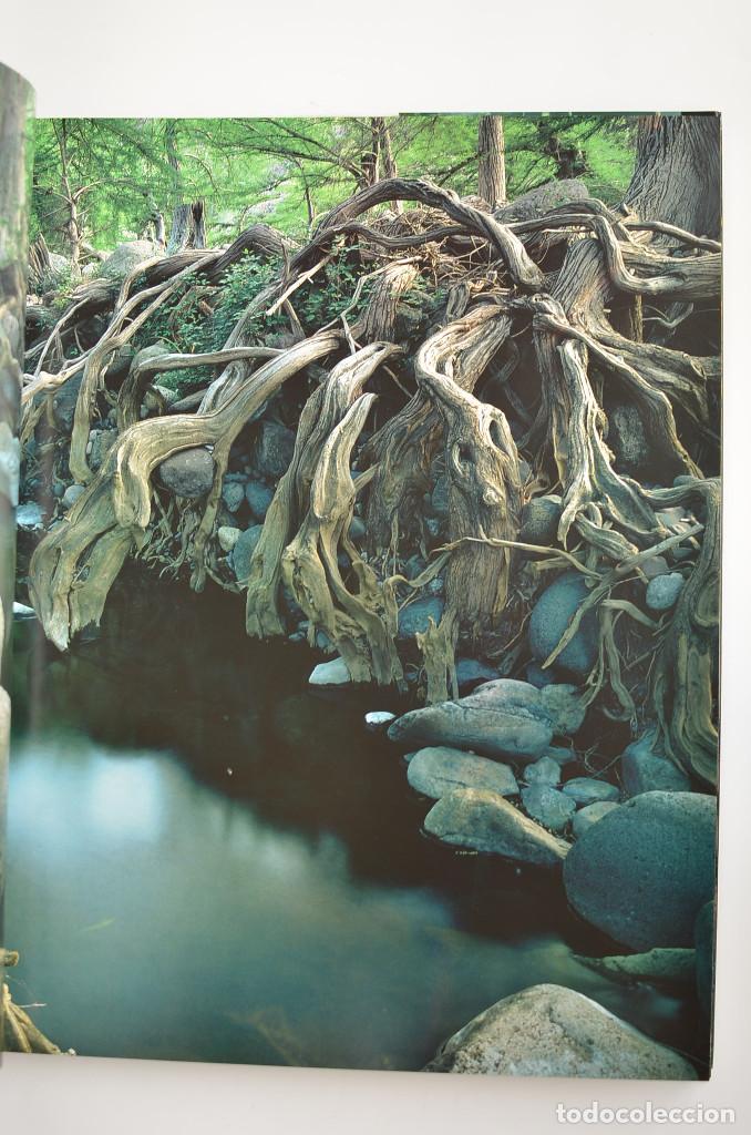 Libros: Bosques - ARAUJO, Joaqu&iacute;n - Dedicatoria aut&oacute;grafa del autor - Foto 6