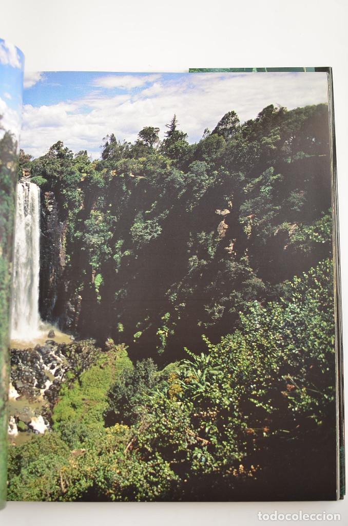 Libros: Bosques - ARAUJO, Joaqu&iacute;n - Dedicatoria aut&oacute;grafa del autor - Foto 8