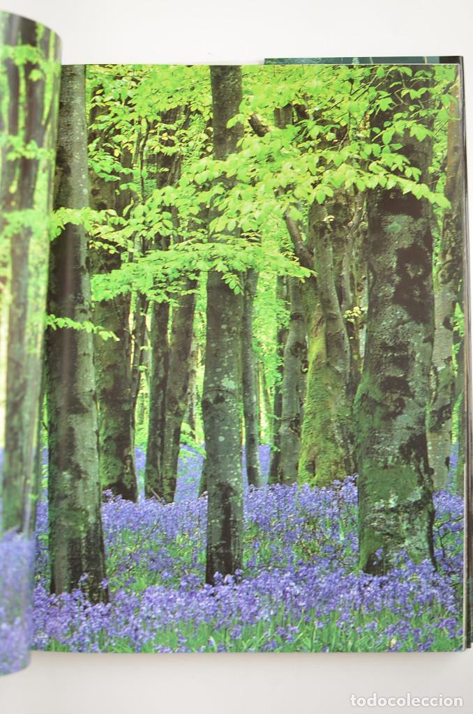 Libros: Bosques - ARAUJO, Joaqu&iacute;n - Dedicatoria aut&oacute;grafa del autor - Foto 9